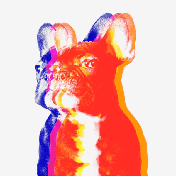 Frenchie 3D Thumbnail