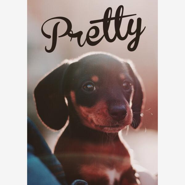 Dachshund Pretty Thumbnail