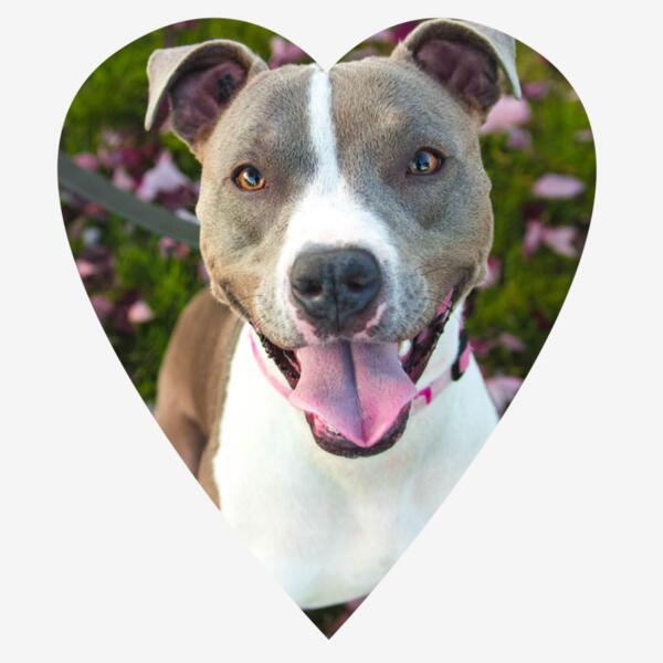Pitbull IHeartPit Thumbnail