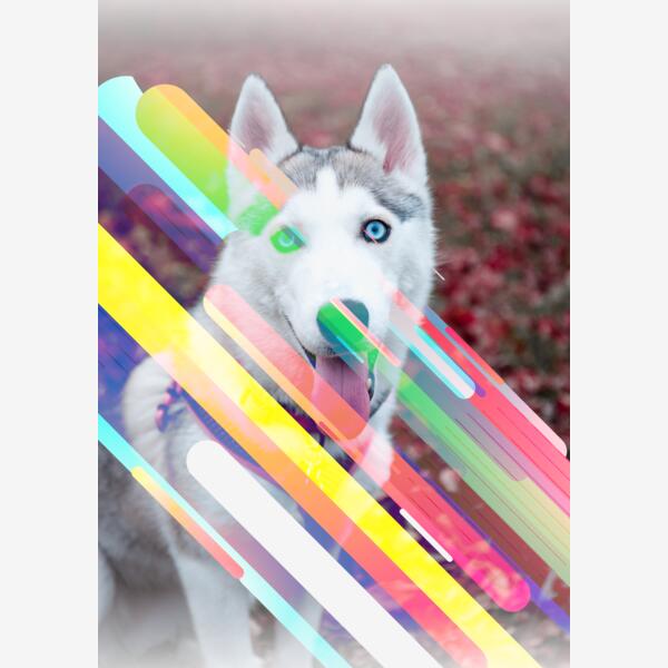 Husky Rainbow Thumbnail