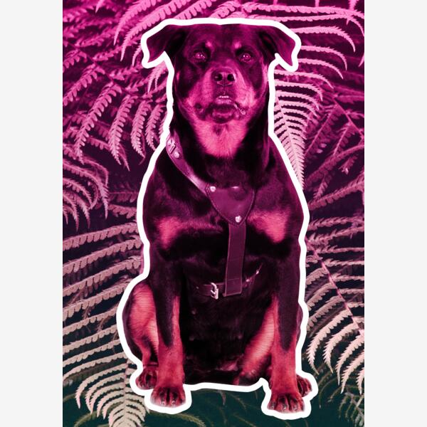 Rottweiler PurpleWoods Thumbnail