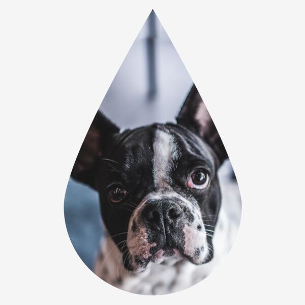 Frenchie Tear Thumbnail