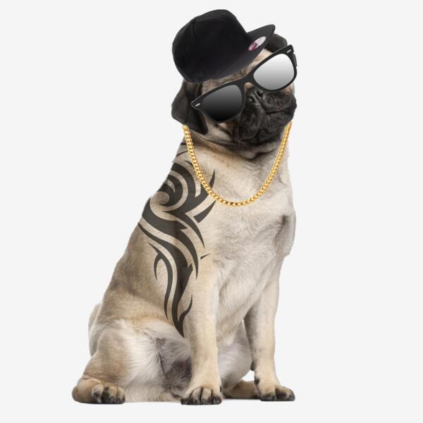 Pug GangstaP Thumbnail