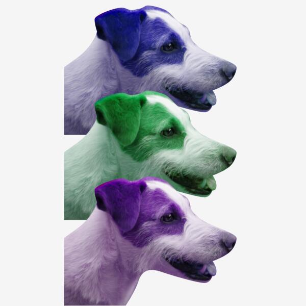 JackRussel 3ThreeinaRow Thumbnail