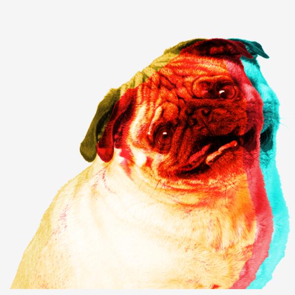 Pug 3D Thumbnail