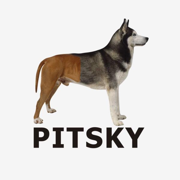 PITSKY Thumbnail